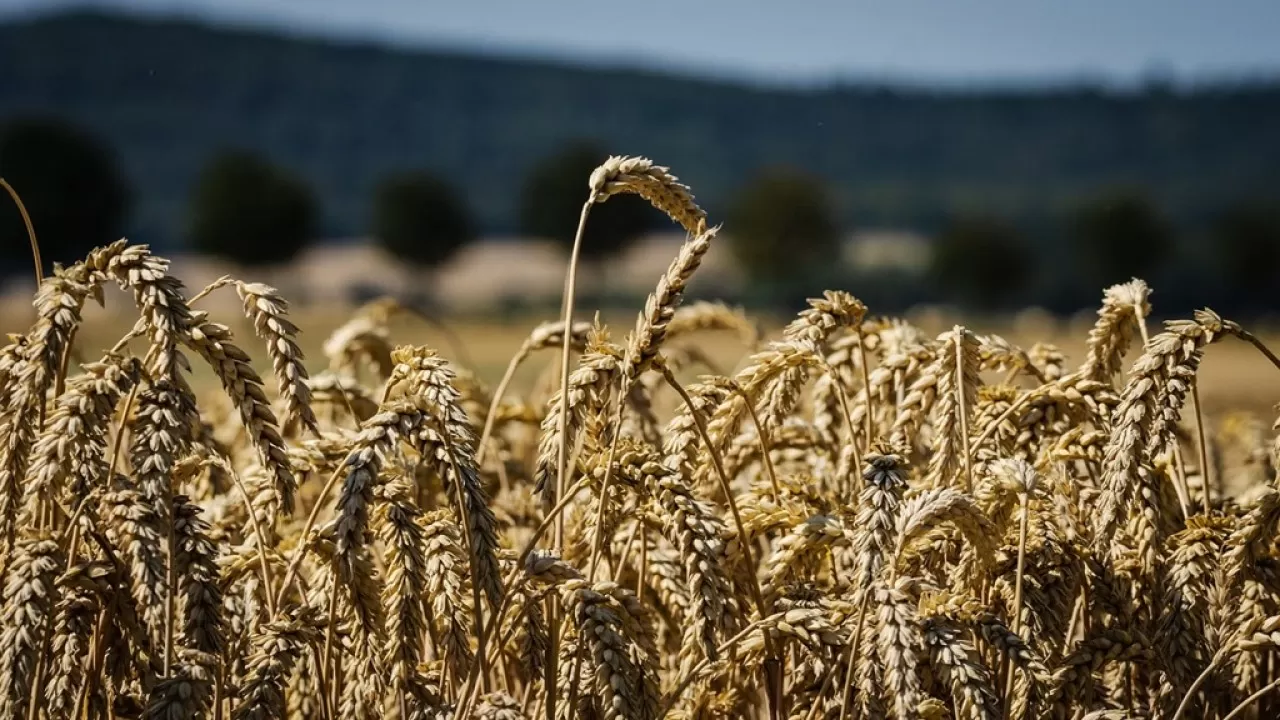 Казахстанская пшеница получила плохую новость из Китая 