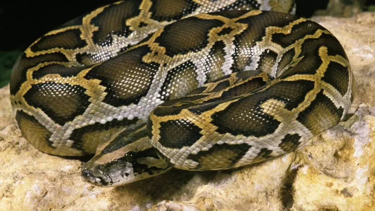 Жительница Атырау незаконно содержала дома трехметрового питона