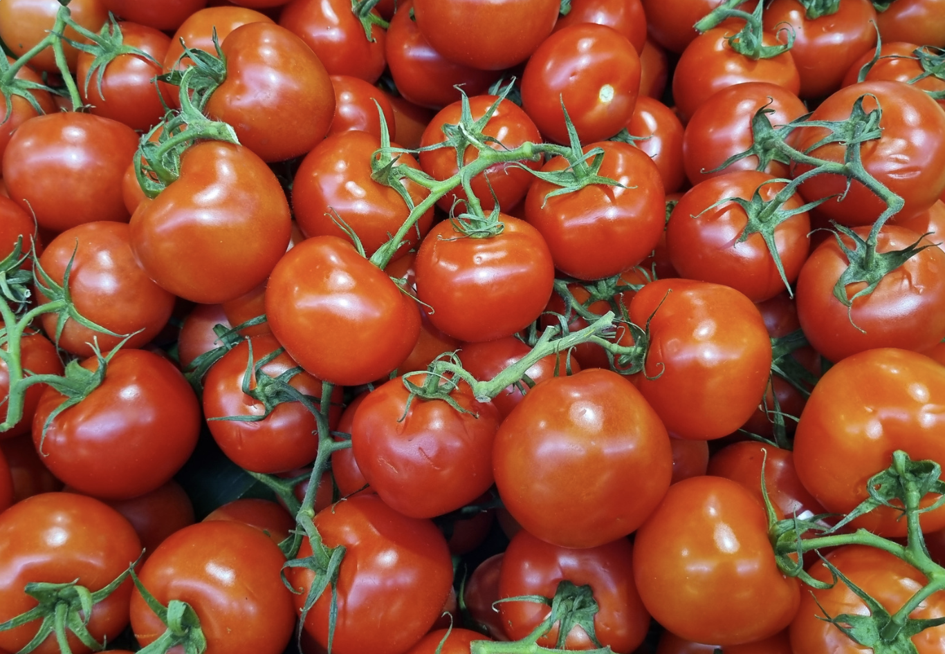 Ресейден әкелінген қызанақ тұқымдарынан карантиндік вирус анықталды