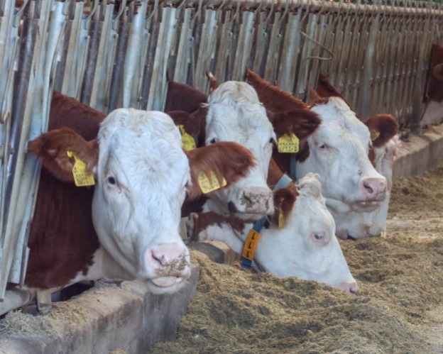 Сарып ауруы: Павлодар облысымен іргелес өңірде жұқпалы дерт дендеп тұр 