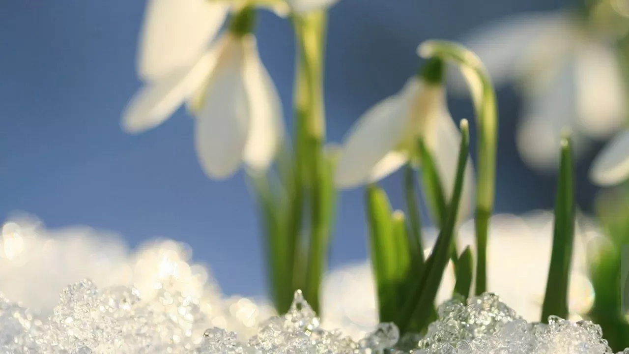 Какая погода будет в Астане, Алматы и Шымкенте на 8 Марта 