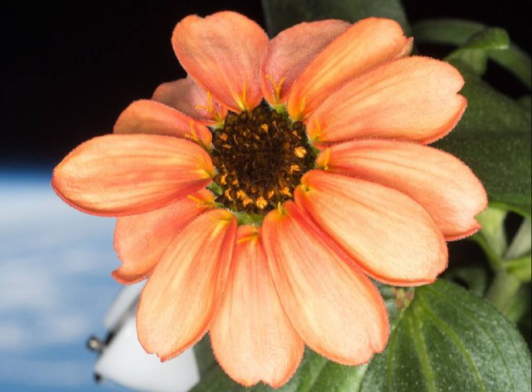 Какой цветок первым распустился в космосе 