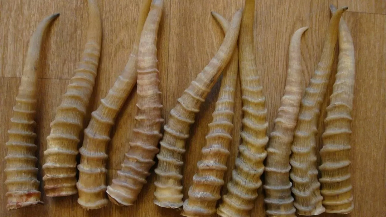 Казахстан проведет экзотический аукцион 