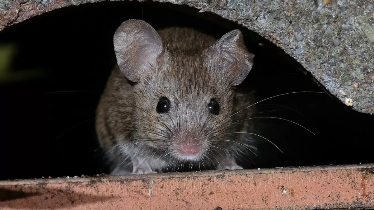 В пустынях Ближнего Востока нашли мышей, которые почти не стареют 