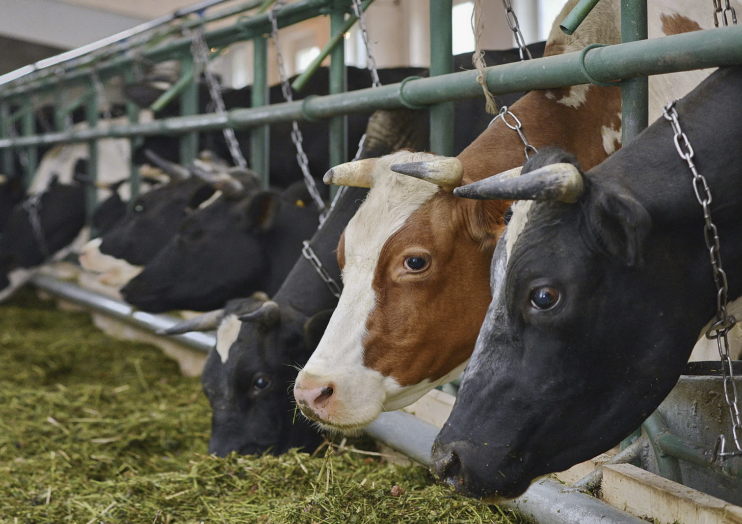 Мал шаруашылығына арналған 6% жеңілдетілген несие бағдарламасы іске қосылды