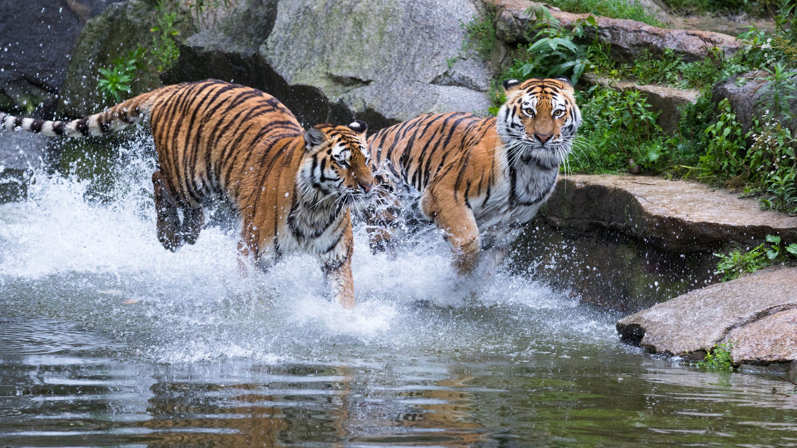 Көршіміз &laquo;беруге уәде еткен&raquo; жолбарыстар Қазақстанға 4 жылдан бері жетер емес