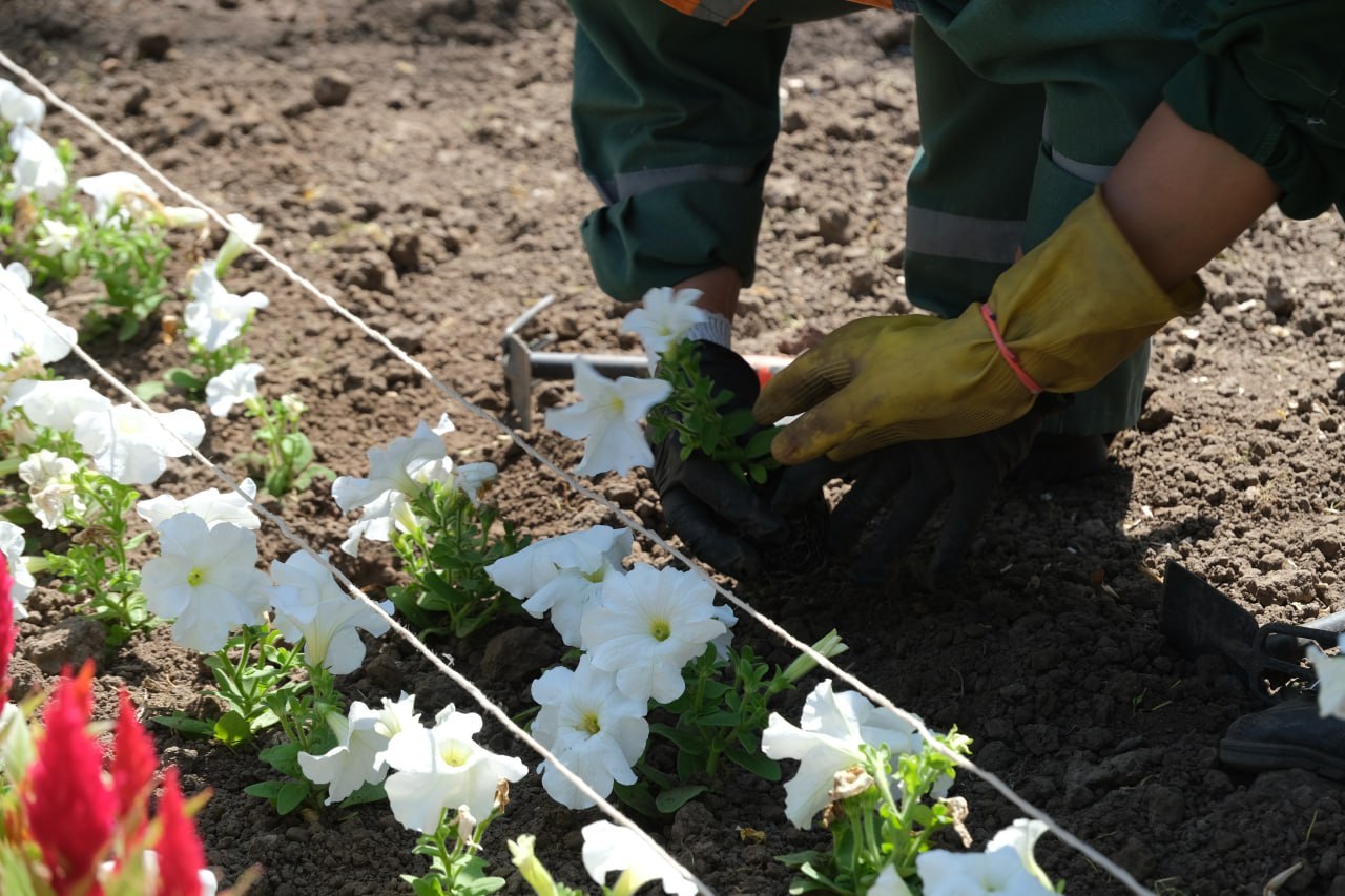 Алматыда 380 мың шаршы метрден астам аумаққа гүл егіледі