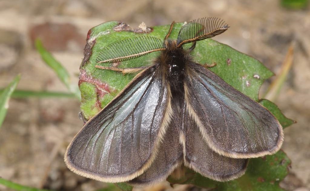Загадочный "колпак" на листе удивил натуралистов