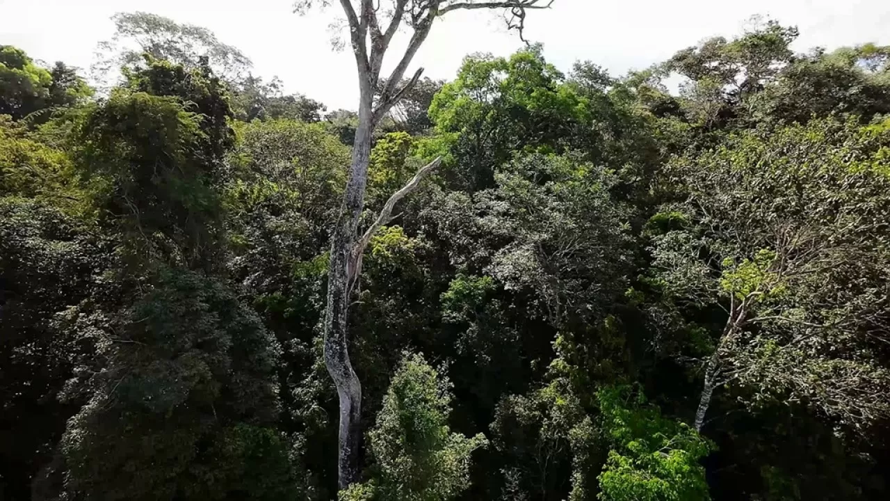 Орнитологи выявили два ранее неизвестных вида птиц в Амазонии 