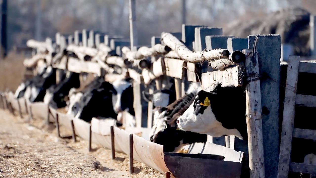 Ресейдің Қазақстанмен шекаралас өңірінде төтенше жағдай жариялады