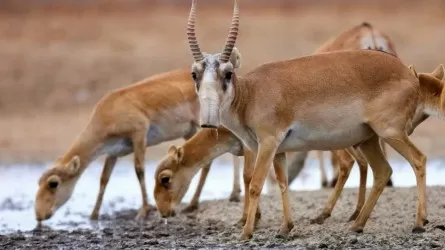 В РК установили цену маркировки рогов сайгака 