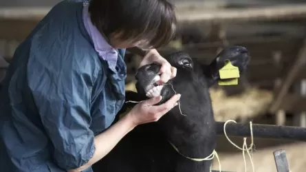 Ветеринарный износ: как запредельные нагрузки губят сельское хозяйство