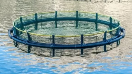Аквакультура становится новой точкой роста сельского хозяйства в РК 