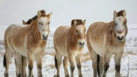 Бизоны и лошади Пржевальского: международный инвестпроект спасли от суда в Казахстане