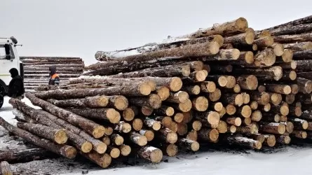 Цифровую маркировку древесины испытали в РК