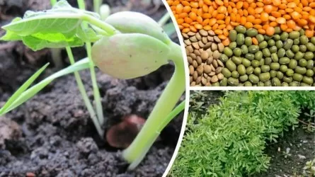 Казахстанским фермерам предложили перейти на горох и чечевицу  