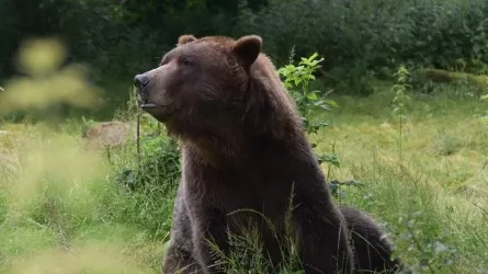 Бурые медведи Алматинского заповедника рано выходят из зимней спячки 