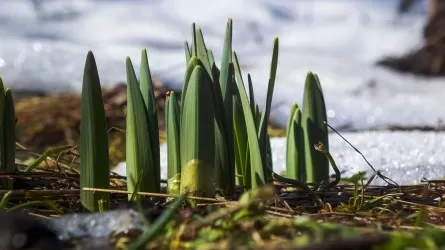 Весна набирает силу: где в Казахстане потеплеет 