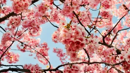 27 марта: День театра и цветения сакуры 