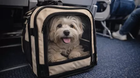 Казахстанцы смогут летать с собаками из Астаны и Алматы на рейсах еще одной авиакомпании