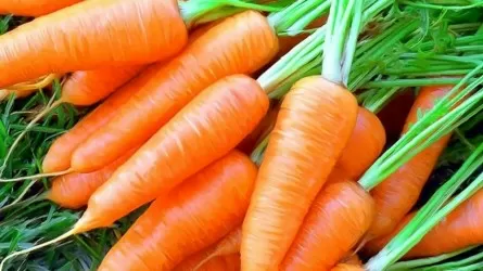 Морковь уходит в ценовой спринт: овощ стал самым быстро дорожающим социальным продуктом
