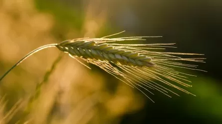 США повысили прогноз экспорта пшеницы из Казахстана 