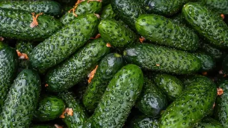 Огурцы подешевели? Цены говорят обратное 