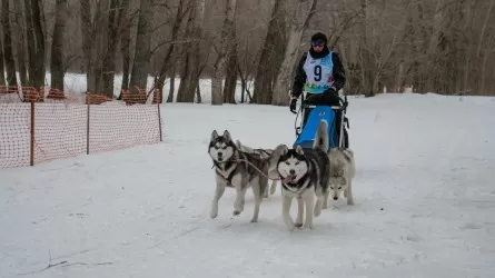 В Казахстане набирает популярность ездовой спорт