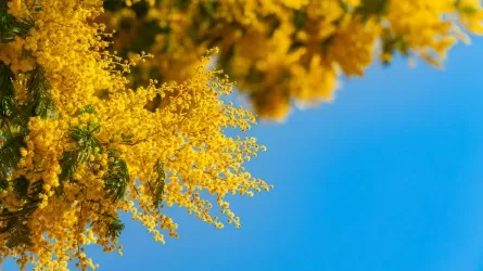 К 8 марта аллергикам запрещены мимоза и лилии