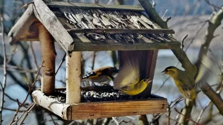 Почему весной нужно убрать кормушки для птиц 