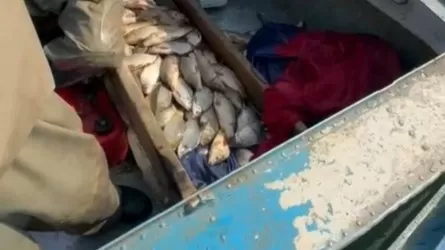 Крупный улов незаконно выловленной рыбы выявили в Туркестанской области 