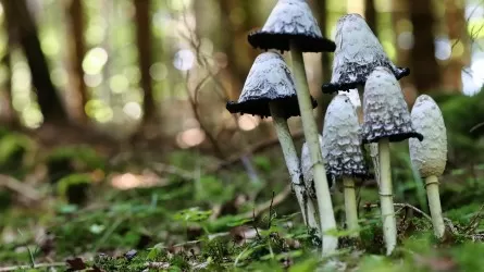 Земля очищалась от ядов задолго до людей  