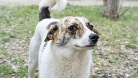 Новые жертвы войны в Персидском заливе 