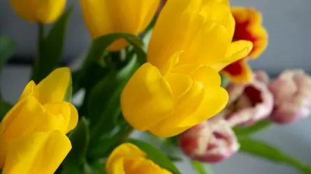 Как 8 Марта влияет на цветочный рынок Казахстана