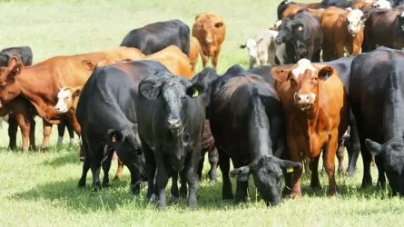 Казахстан ввел ограничения на ввоз скота из России 