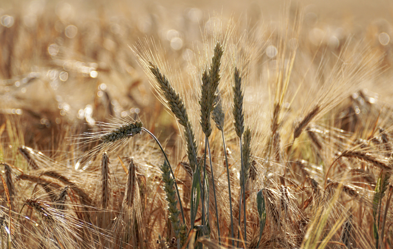 Жаздық дақылдарды қуаңшылықтан сақтандыру бойынша өтінім қабылдау жалғасып жатыр