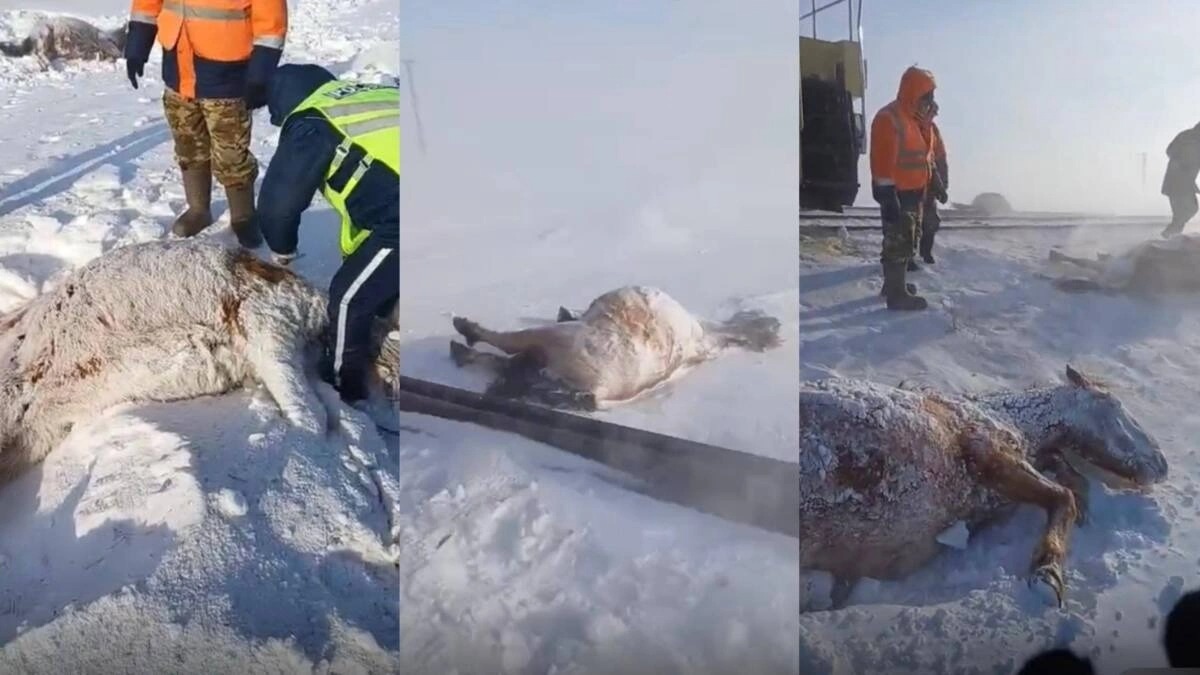 Ақмола облысында пойыз 11 жылқыны қағып кетті 