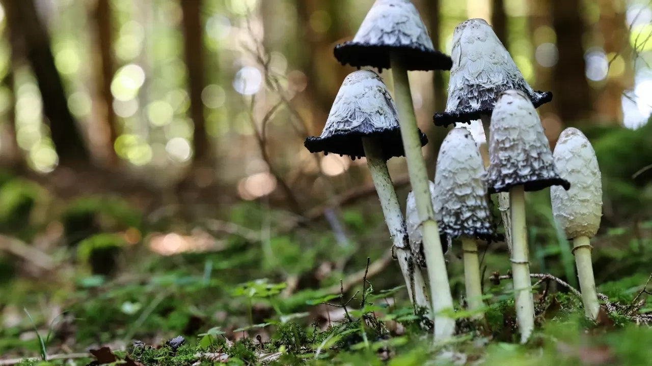 Земля очищалась от ядов задолго до людей  