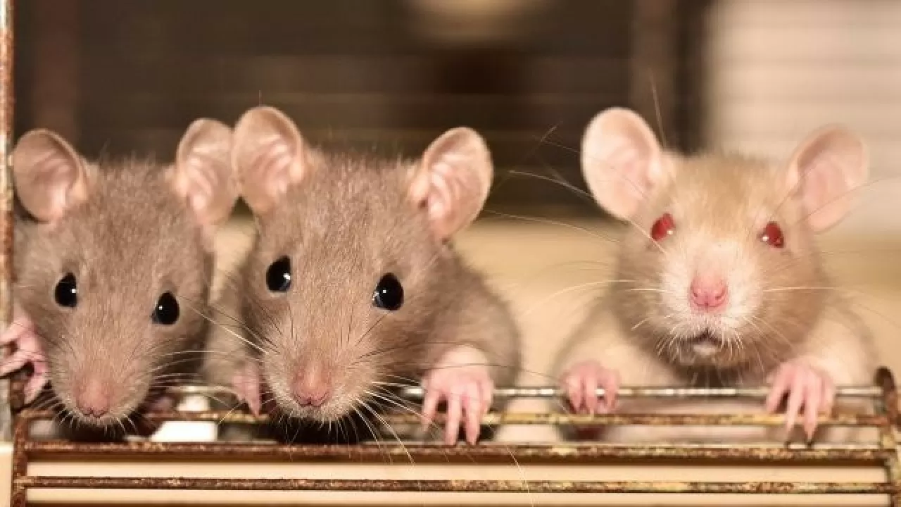 В Алматы готовят тотальную зачистку для полчищ крыс