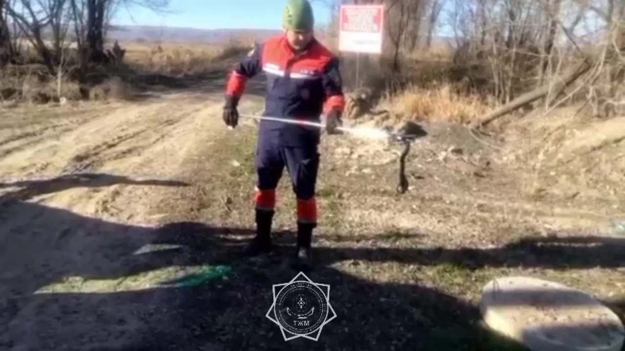 В Талдыкоргане спасатели отловили сразу 4 змеи у водопроводного люка