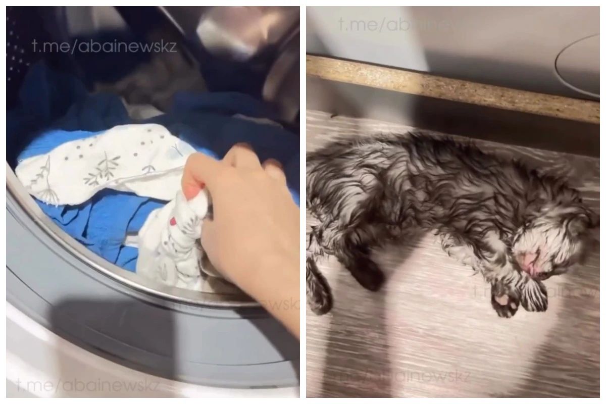 Семей тұрғыны мысықты кір жуғыш машинаға "жуған"