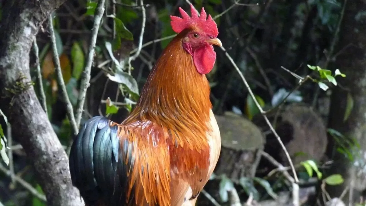 Китайцы в мегаполисах начали выгуливать кур и петухов