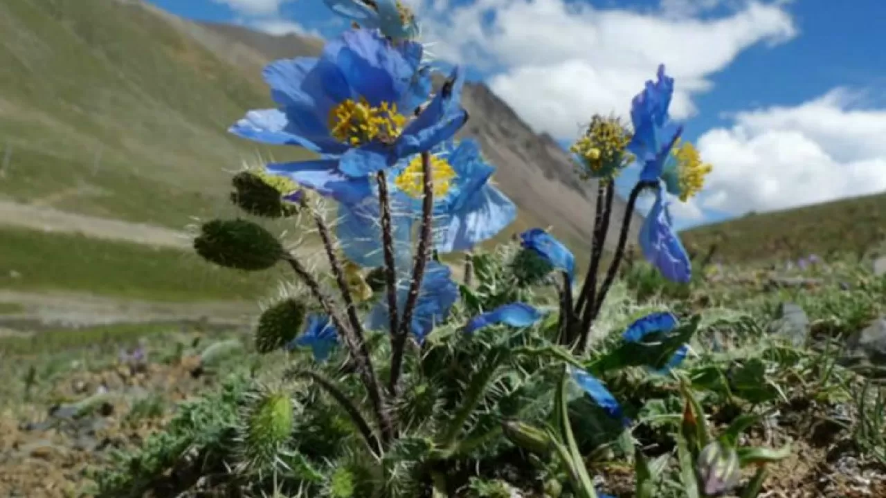 Невероятный синий мак шокировал ботаников  