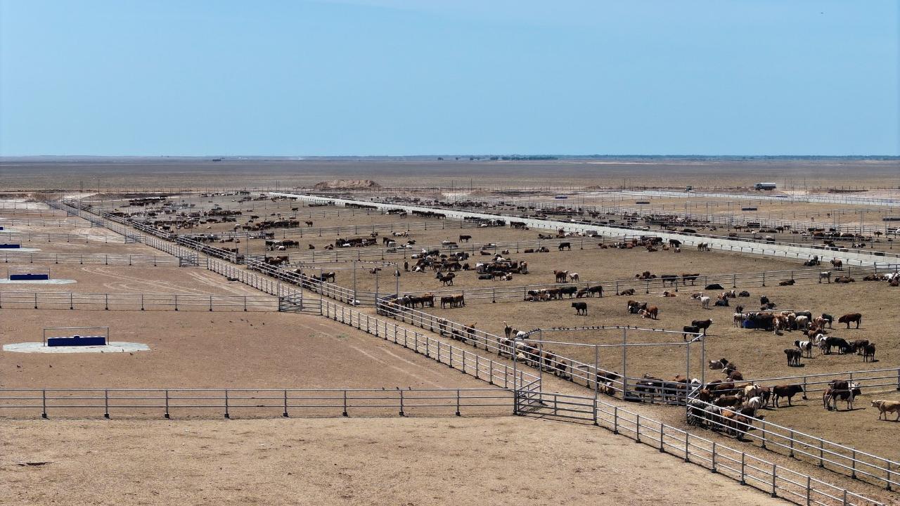 Түркістан облысында 50 мың бас ірі қараға арналған бордақылау кешені ашылады