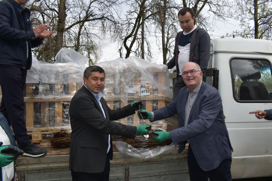 Қазақстанға Нидерландтан 7000 алма тамырсабағы әкелінді