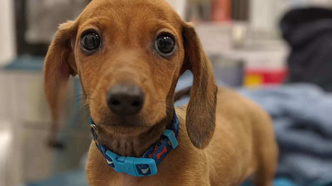 Казахстанцы тратят миллиарды на питомцев 