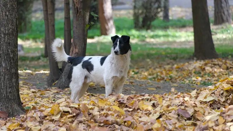 Солтүстік Қазақстанда құтырған ит өз иесін қауып алды