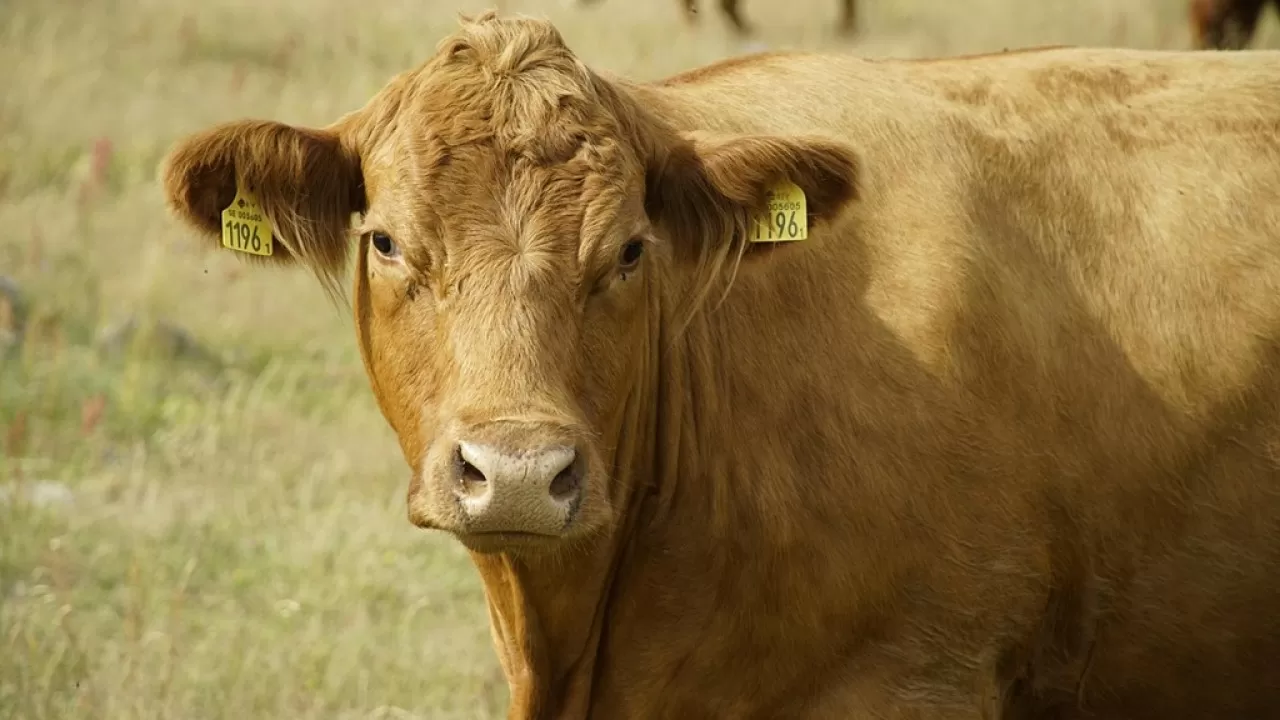 Ящур у границ: Узбекистан усиливает санитарный режим 