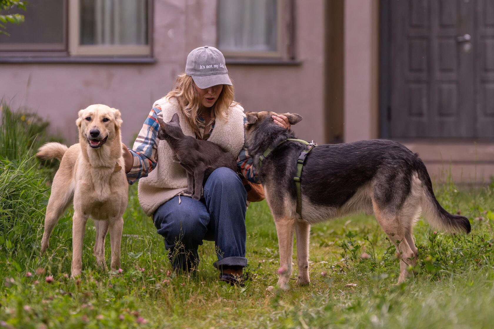 100 мыңнан астам қазақстандық бұралқы иттерге қатысты жаңа бастамаға қарсы шықты