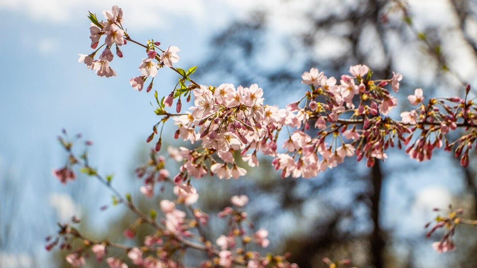  Алдағы күндері ел аумағында күн суытып, қар жауады